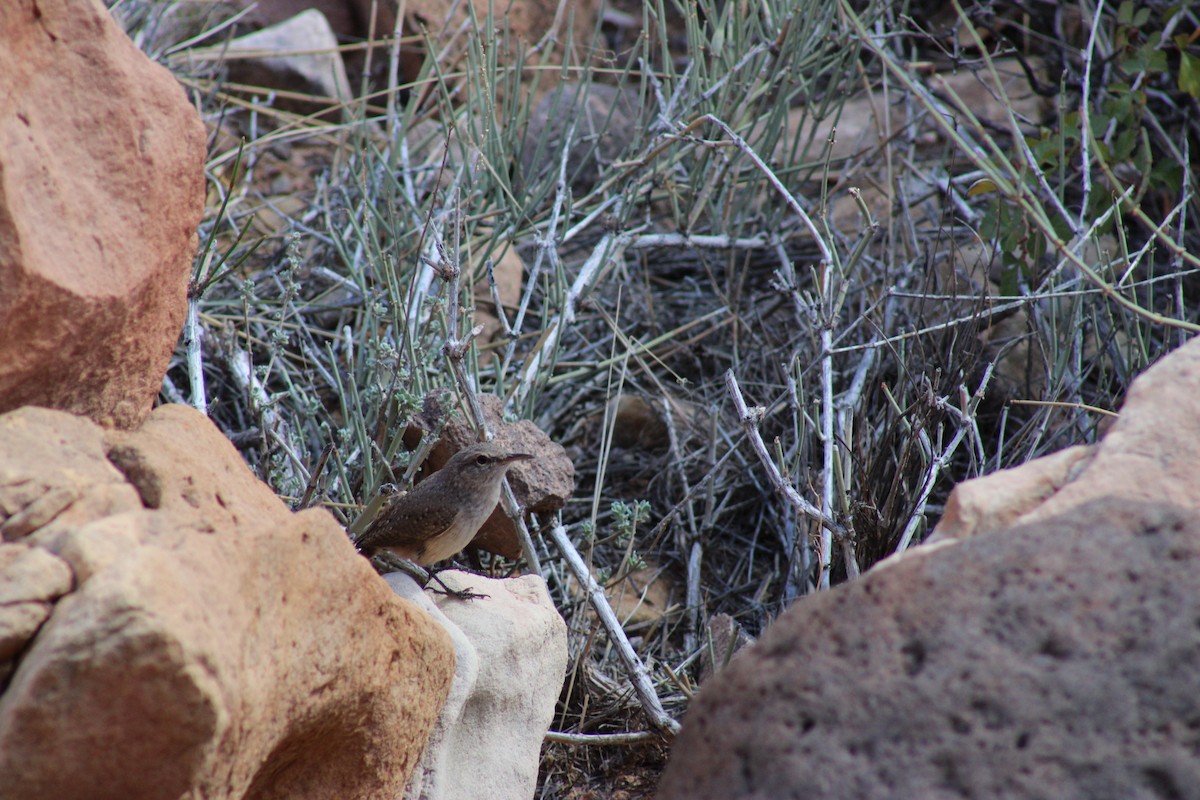 Canyon Wren - ML643576672
