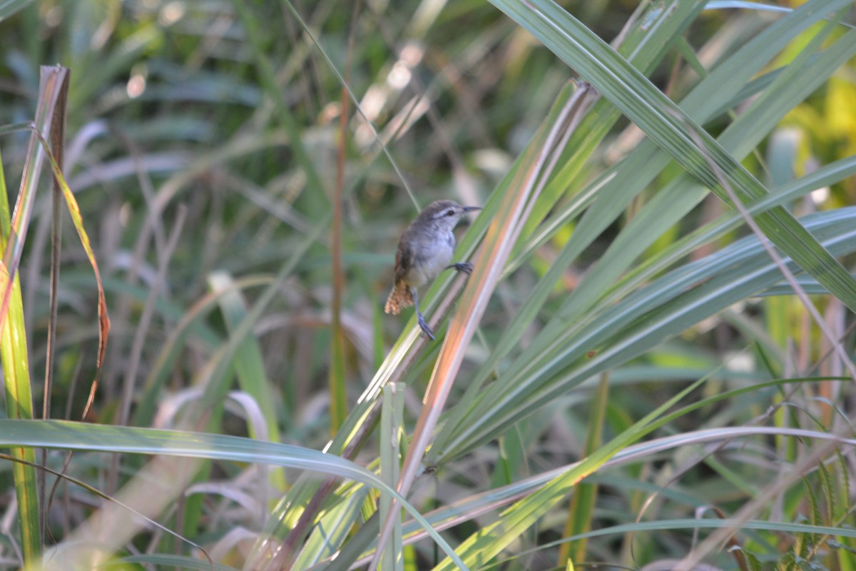 Isthmian Wren - ML643576689