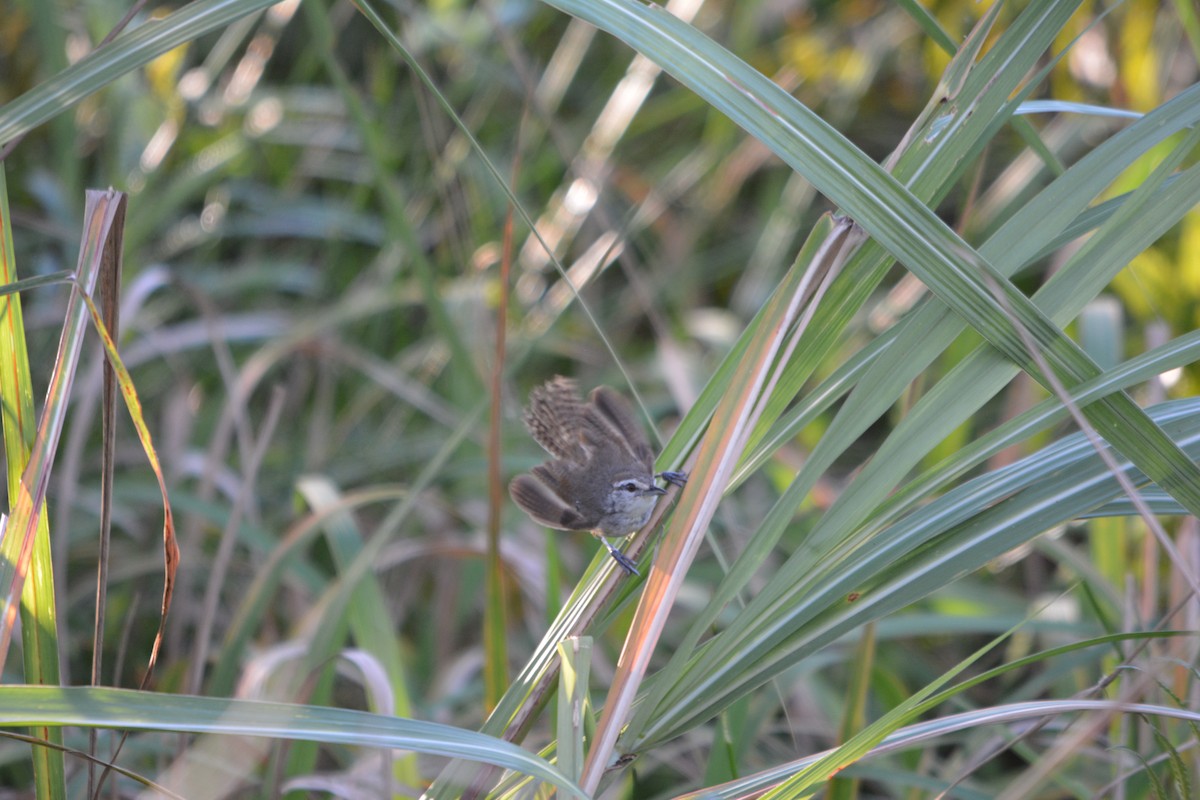 Isthmian Wren - ML643576690