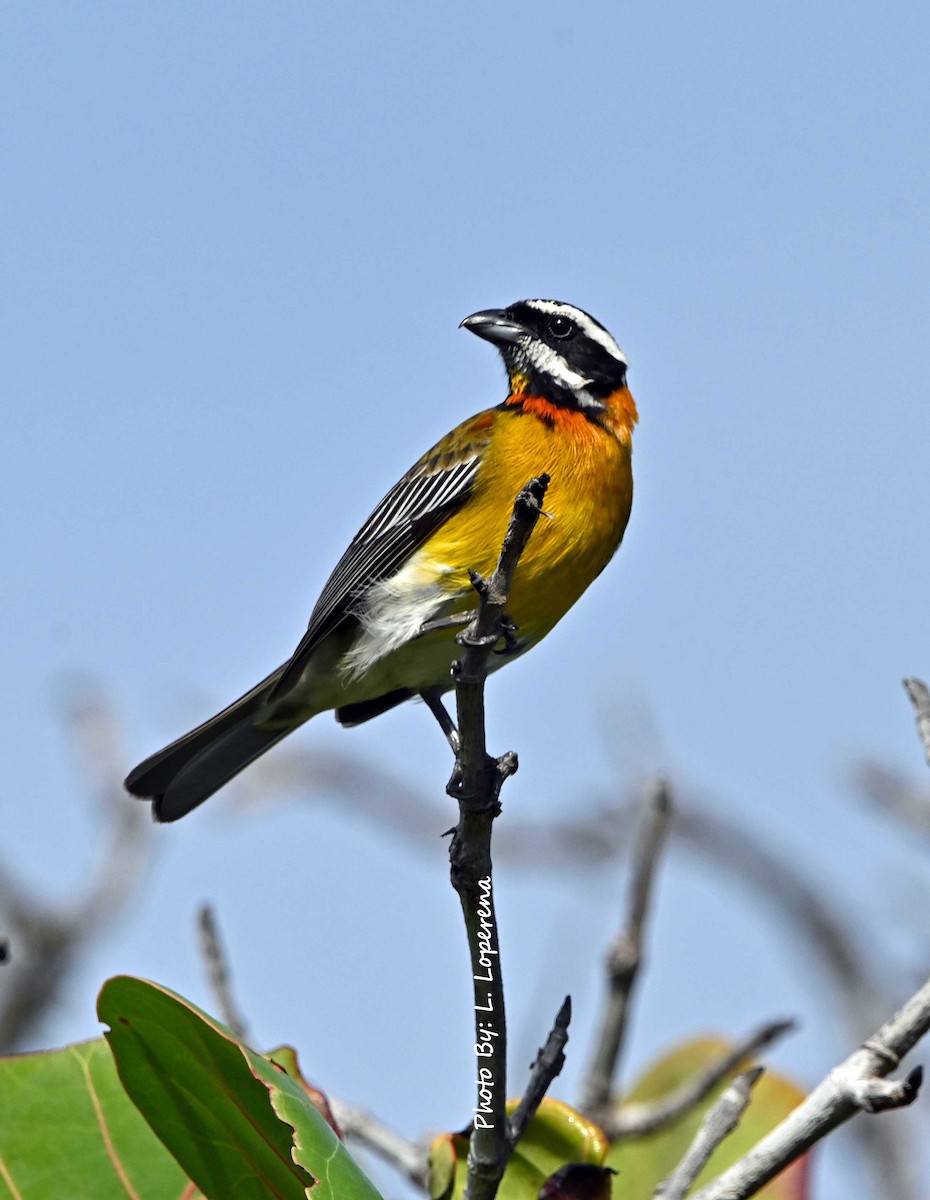 Puerto Rican Spindalis - ML643576693