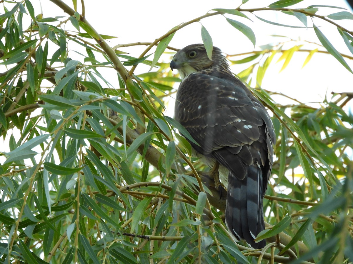 Cooper's Hawk - ML643576694