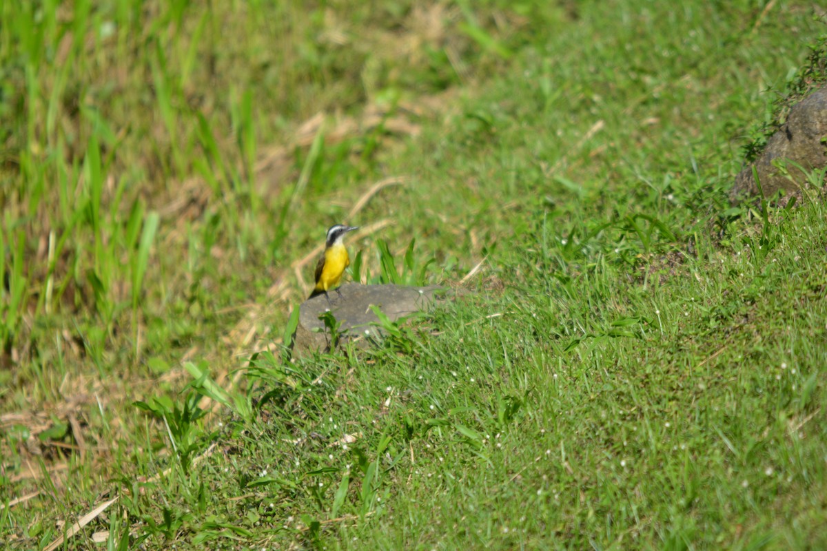 Lesser Kiskadee - ML643576696