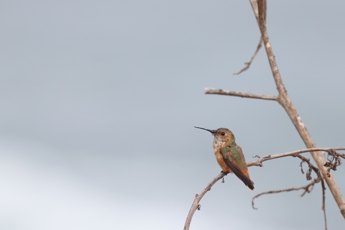 Allen's Hummingbird - ML643576706