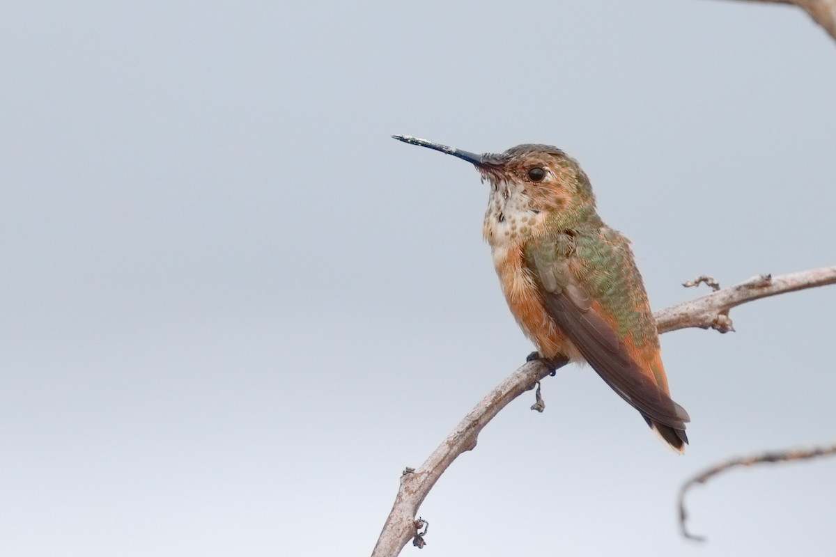 Allen's Hummingbird - ML643576707