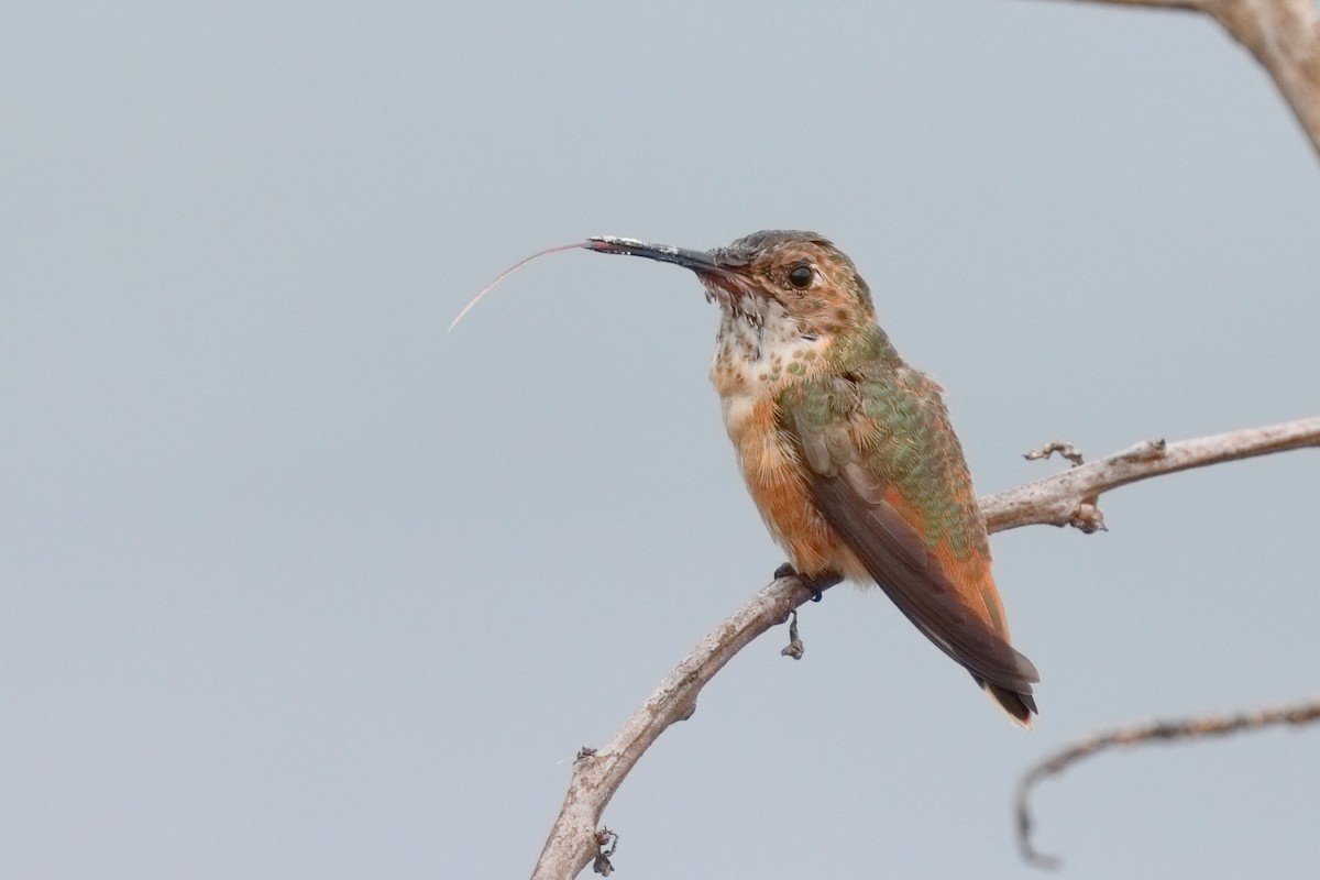 Allen's Hummingbird - ML643576708