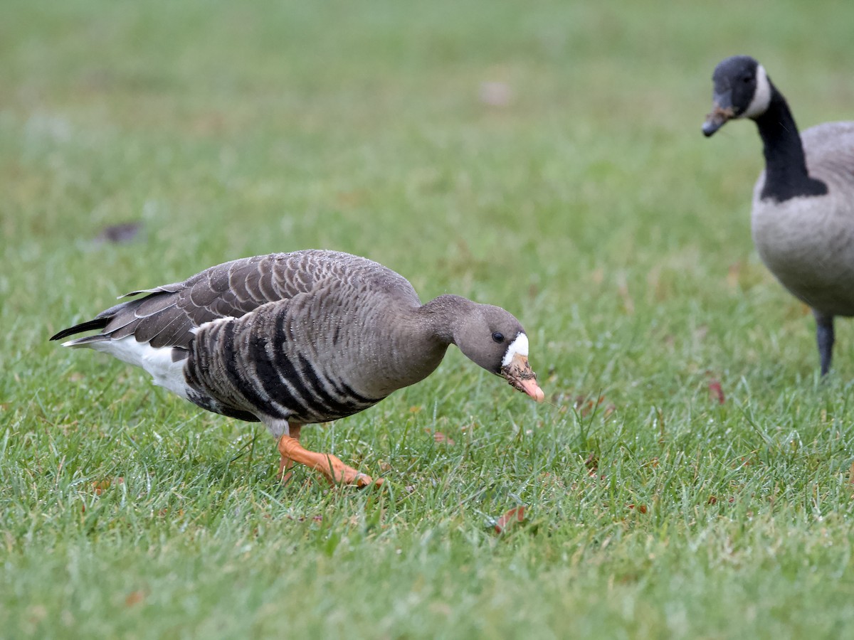 Greater White-fronted Goose - ML643576727