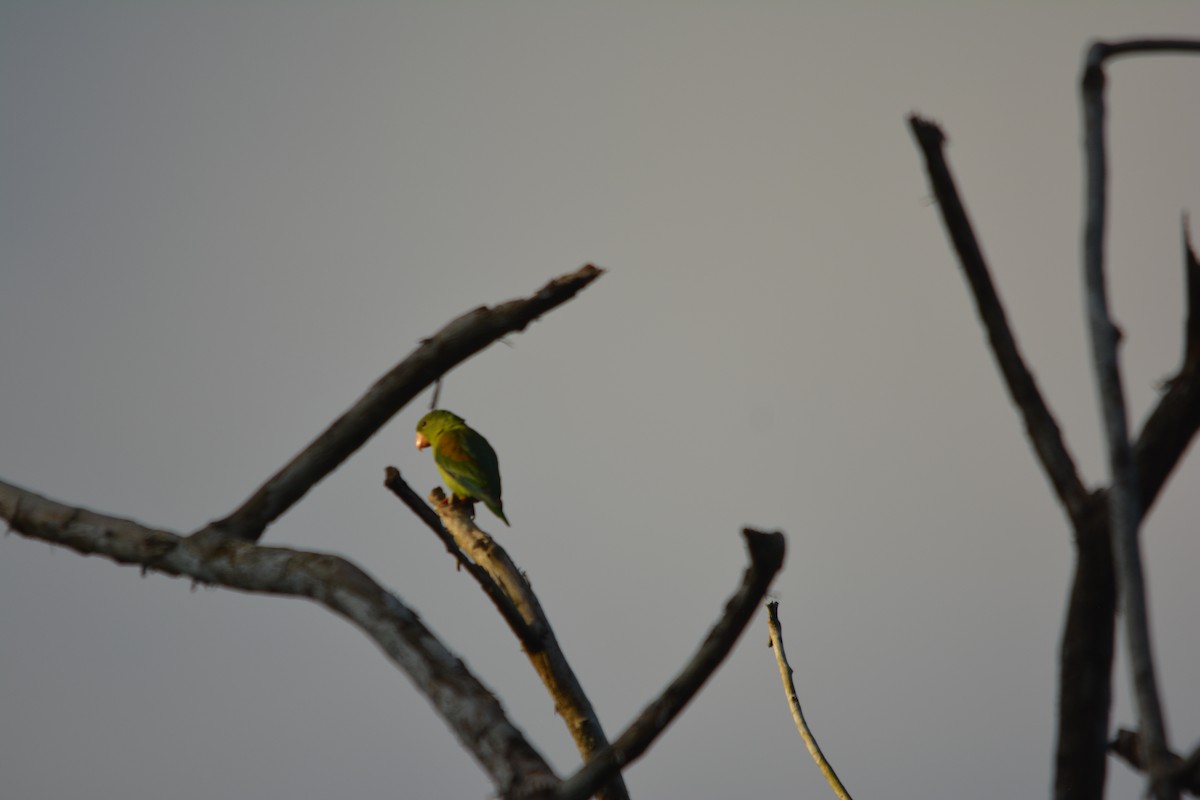 Orange-chinned Parakeet - ML643576730