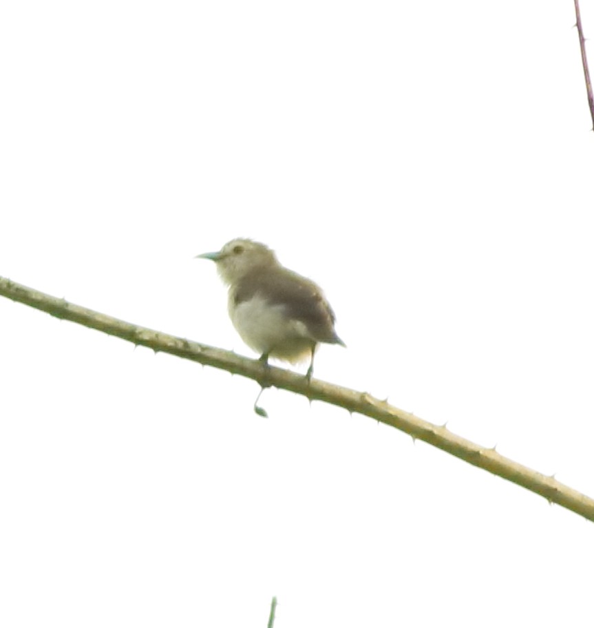 Nilgiri Flowerpecker - ML643576731