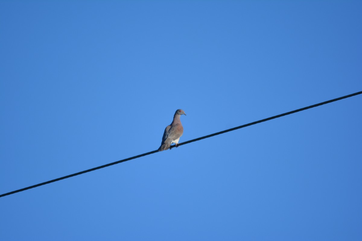Pale-vented Pigeon - ML643576743