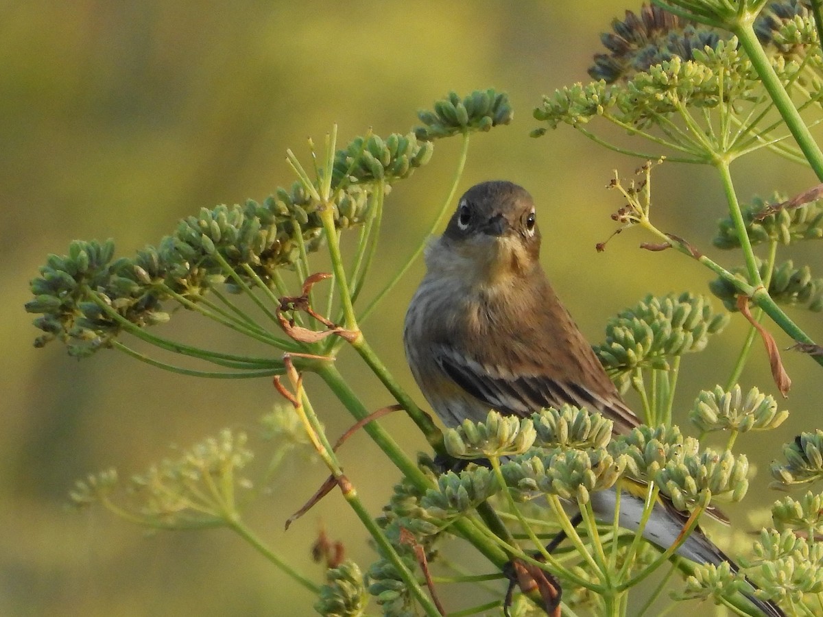 Yellow-rumped Warbler (Myrtle) - ML643576746