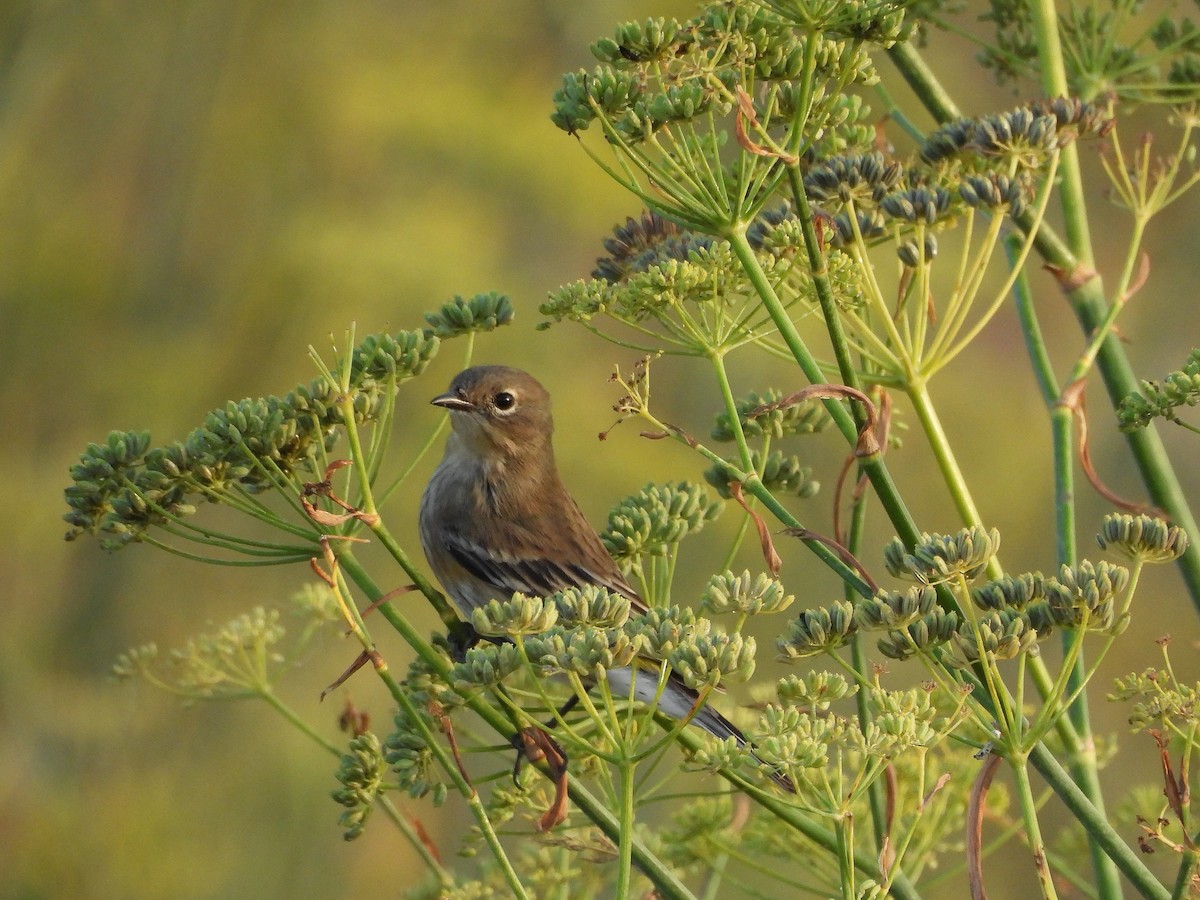 Yellow-rumped Warbler (Myrtle) - ML643576753