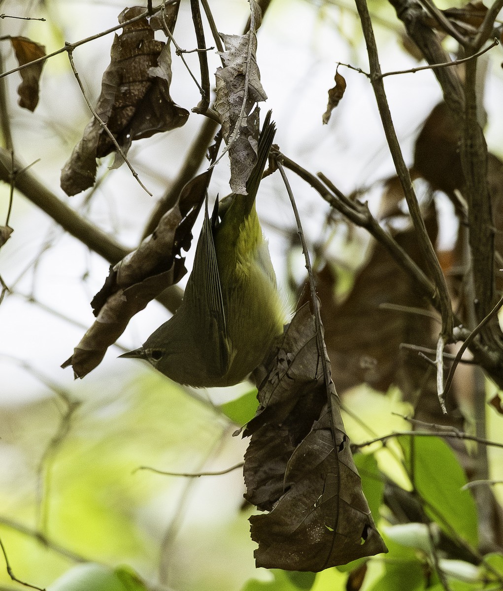 Orange-crowned Warbler - ML643576758