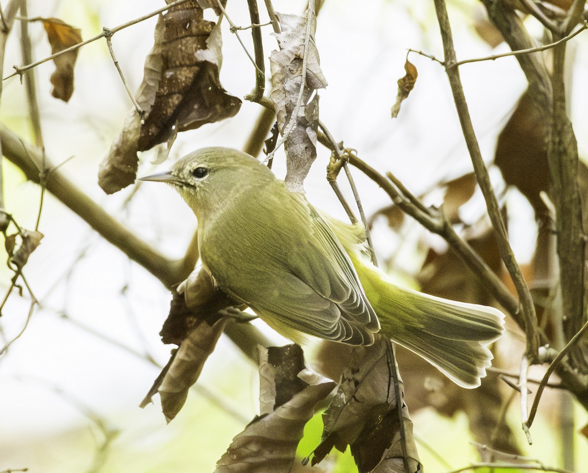 Orange-crowned Warbler - ML643576764