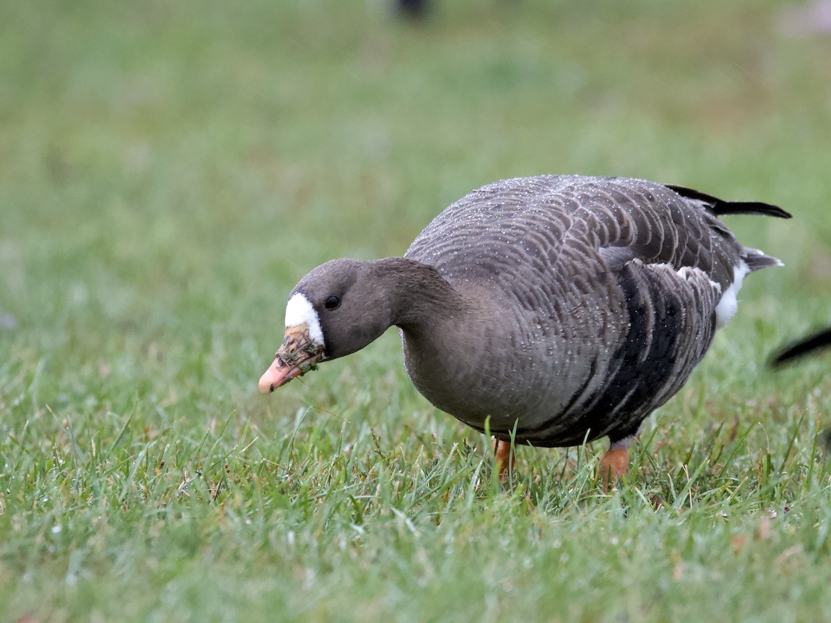 Greater White-fronted Goose - ML643576765