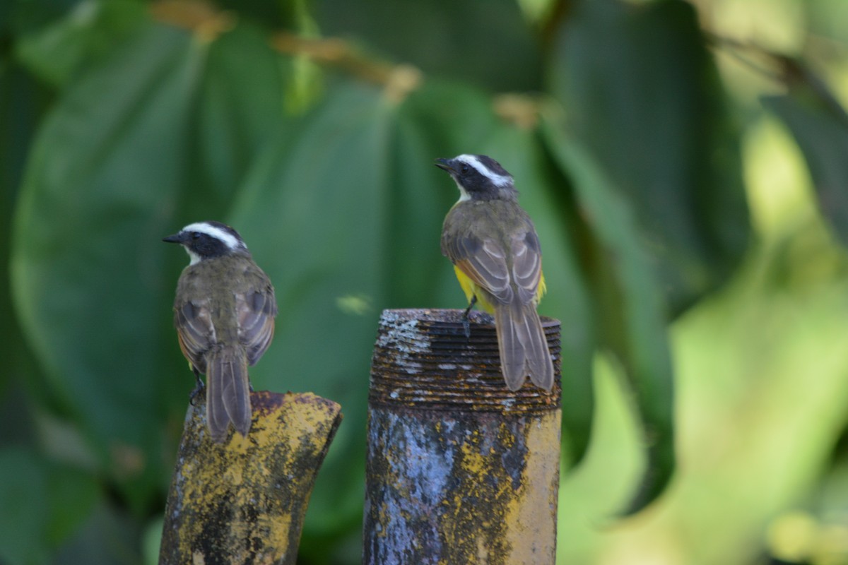 Rusty-margined Flycatcher - ML643576767