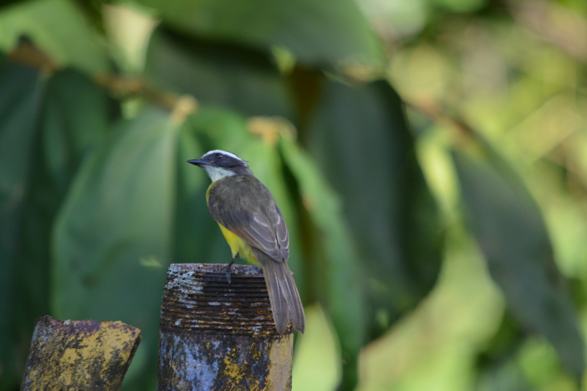 Rusty-margined Flycatcher - ML643576768