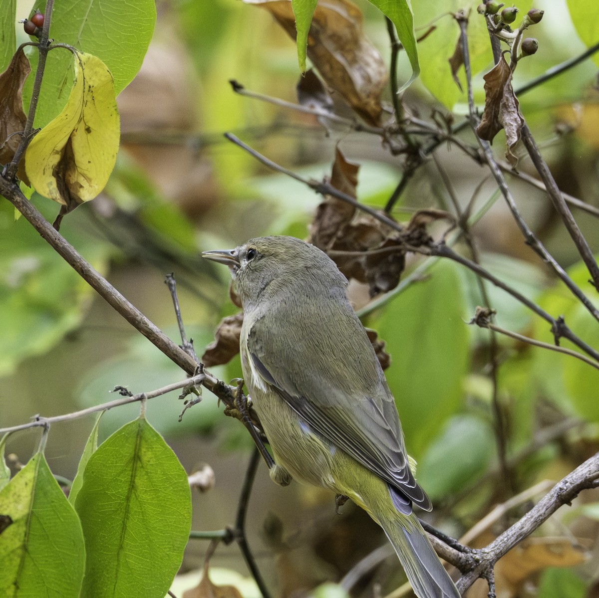 Orange-crowned Warbler - ML643576769