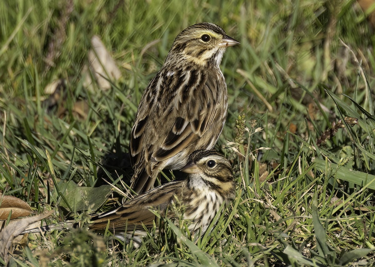 Savannah Sparrow - ML643576775