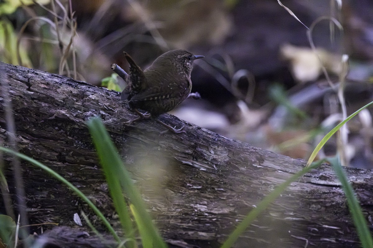 Winter Wren - ML643576782