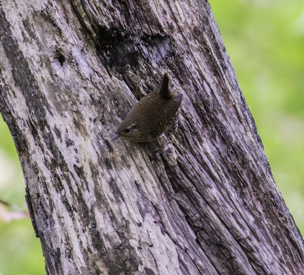 Winter Wren - ML643576784