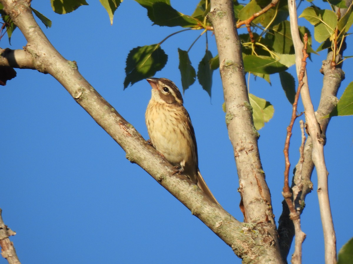 Rose-breasted Grosbeak - ML643576789