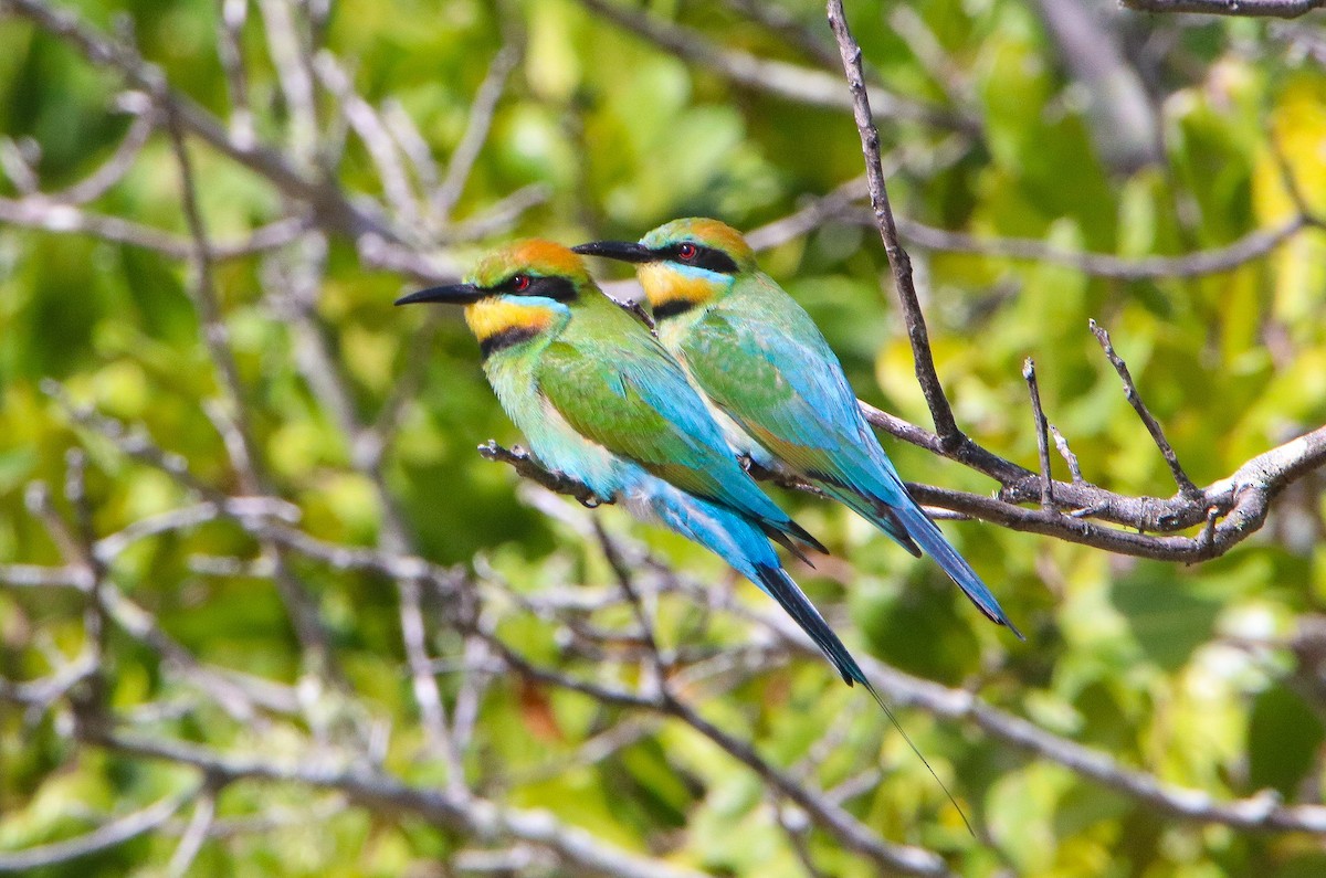 Rainbow Bee-eater - ML643576797