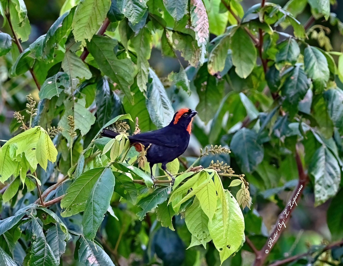 Puerto Rican Bullfinch - ML643576798