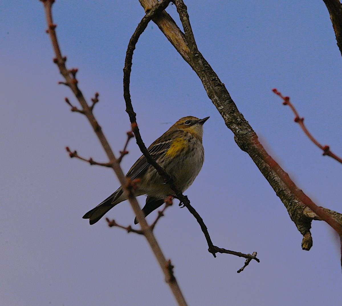 Yellow-rumped Warbler - ML643576800