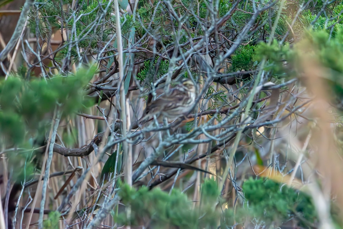 White-throated Sparrow - ML643576806