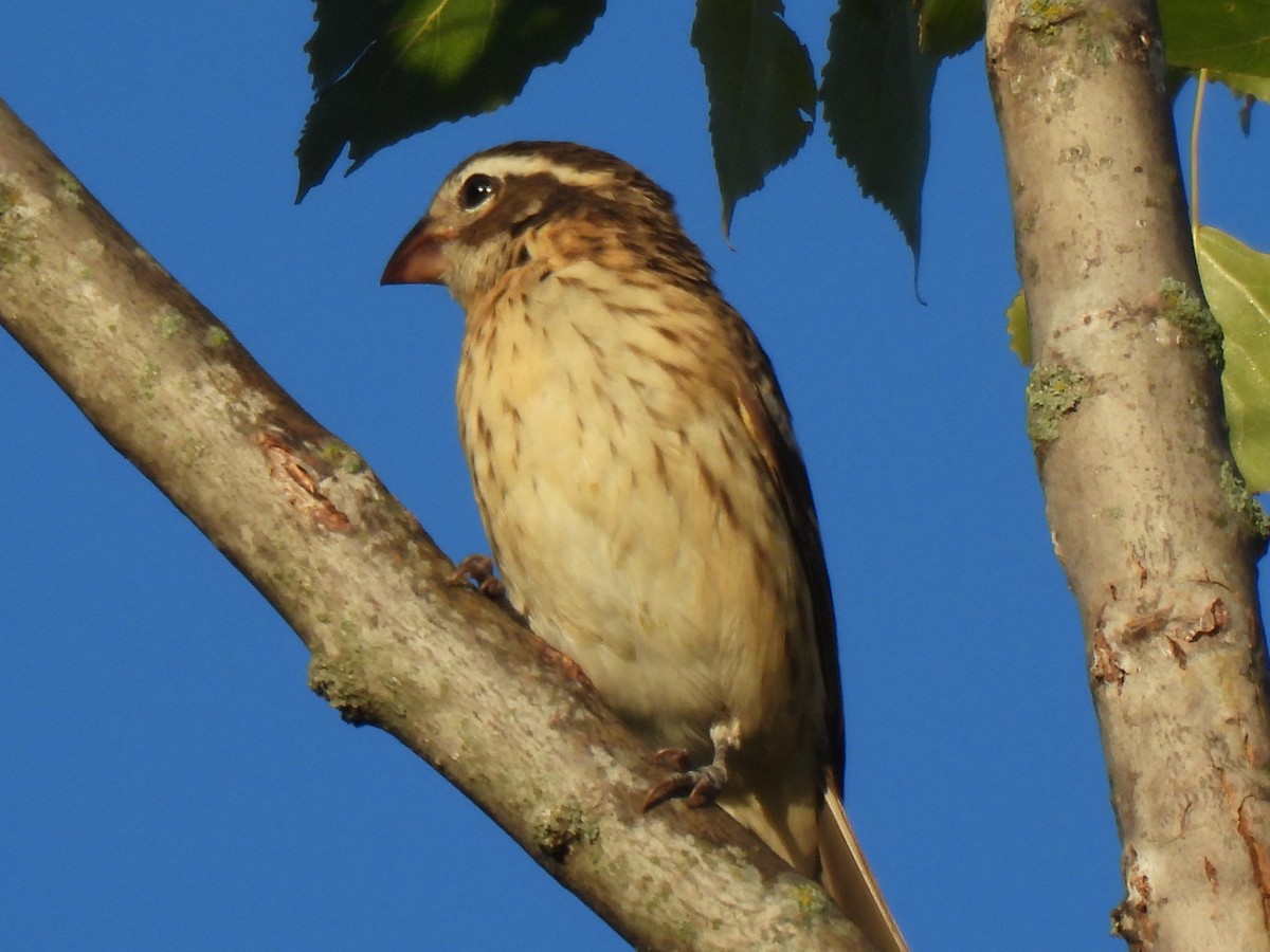 Rose-breasted Grosbeak - ML643576815