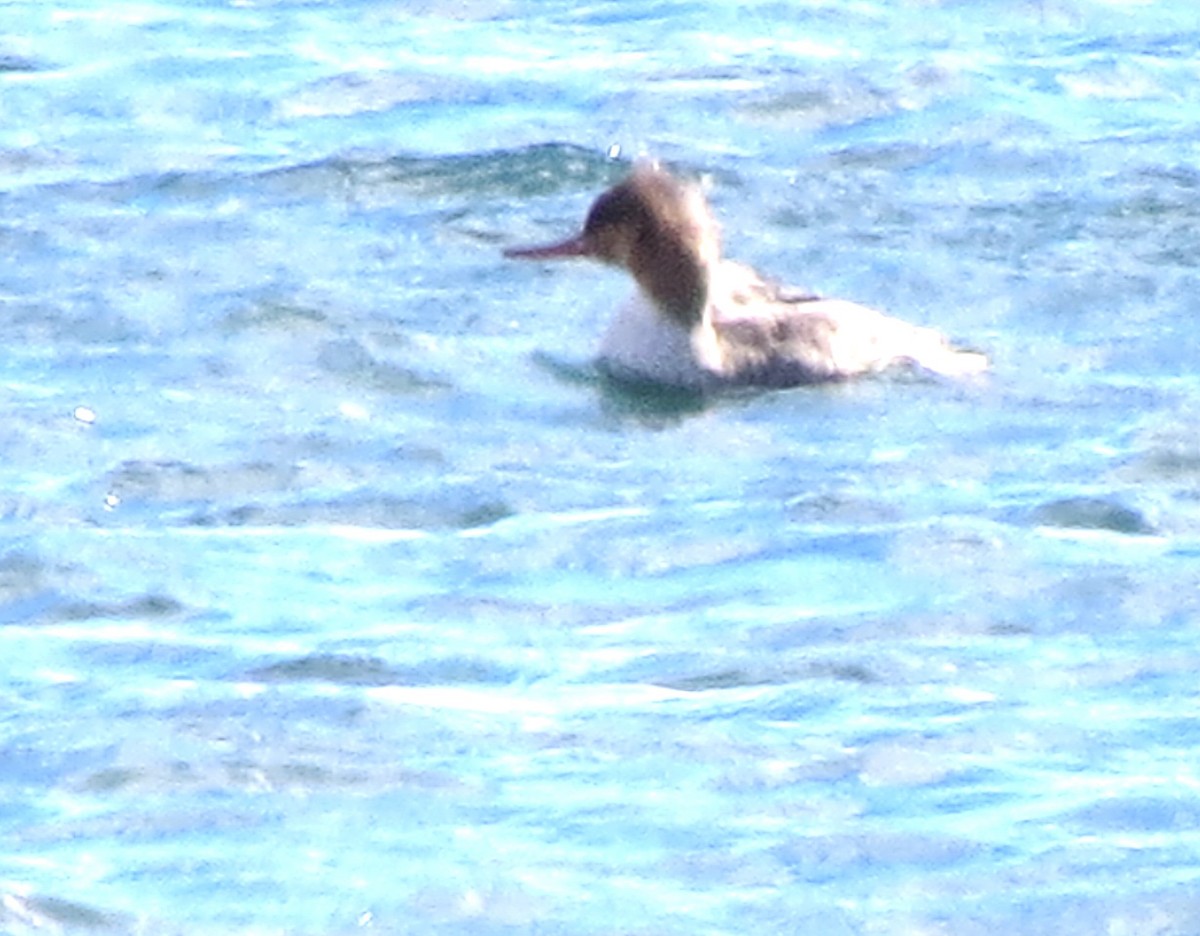 Red-breasted Merganser - ML643576817