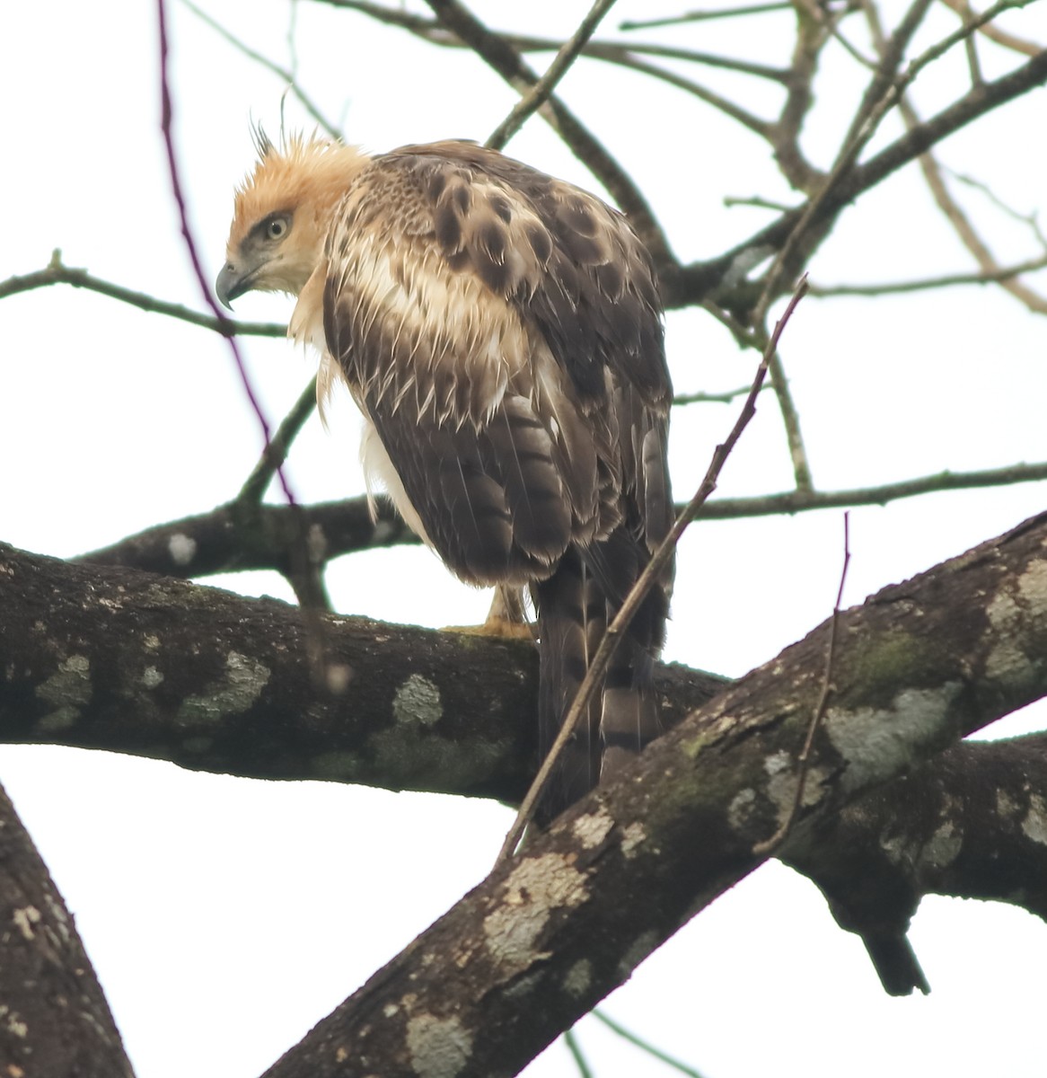 Changeable Hawk-Eagle - ML643576818