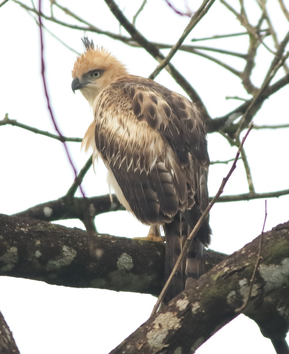 Changeable Hawk-Eagle - ML643576823