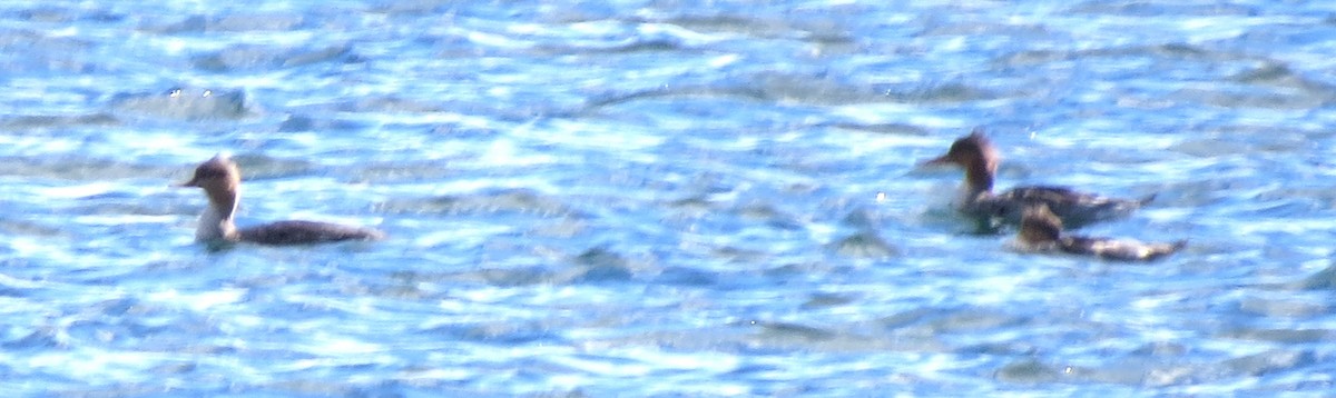 Red-breasted Merganser - ML643576825