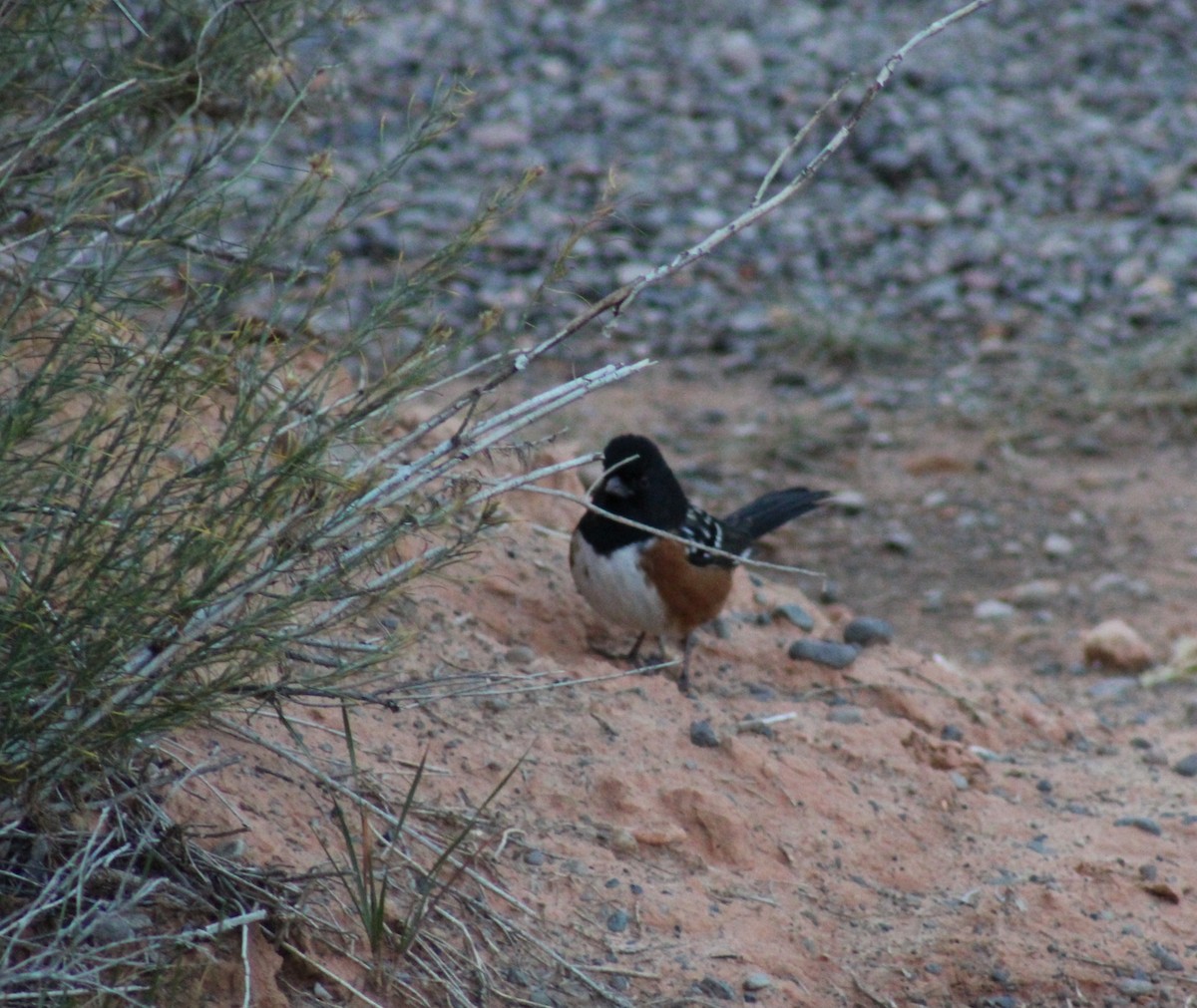 Spotted Towhee - ML643576826