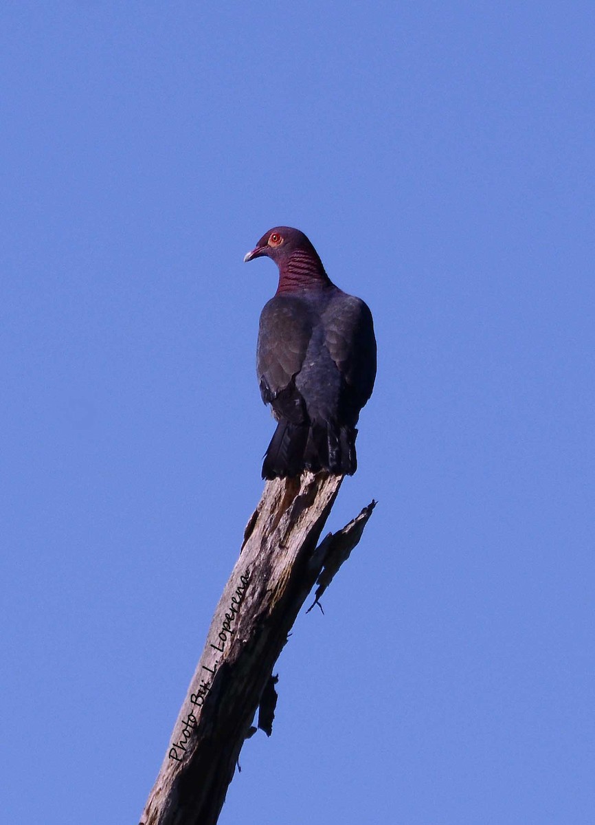 Pigeon à cou rouge - ML643576828