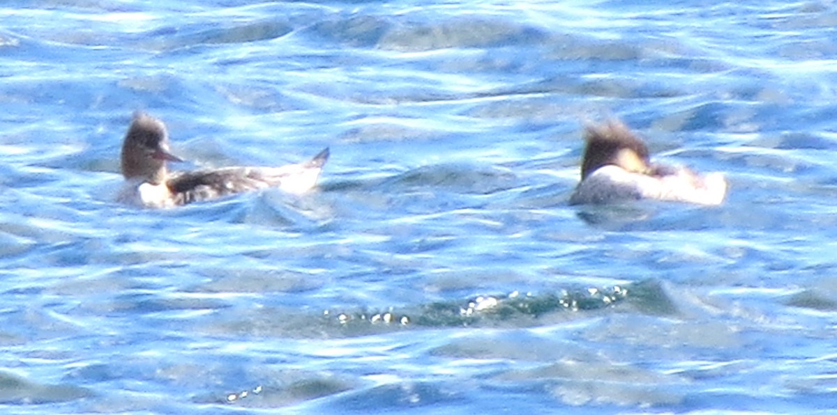 Red-breasted Merganser - ML643576829