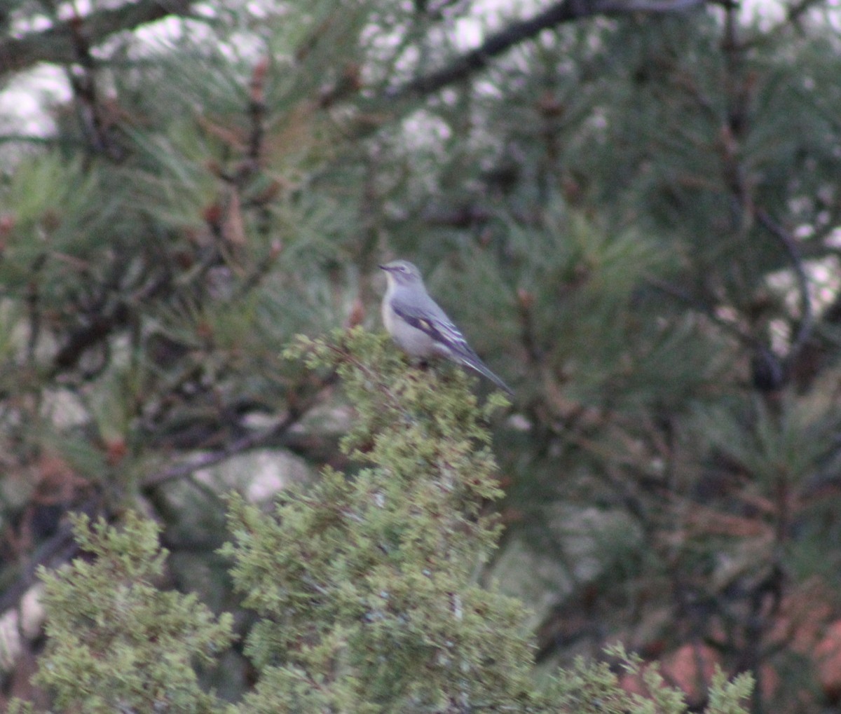 Townsend's Solitaire - ML643576836