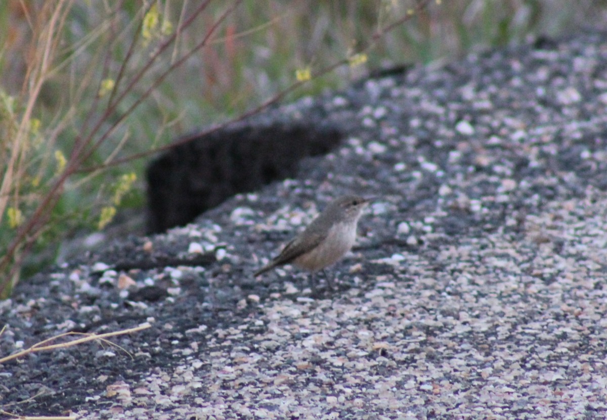 Rock Wren - ML643576838