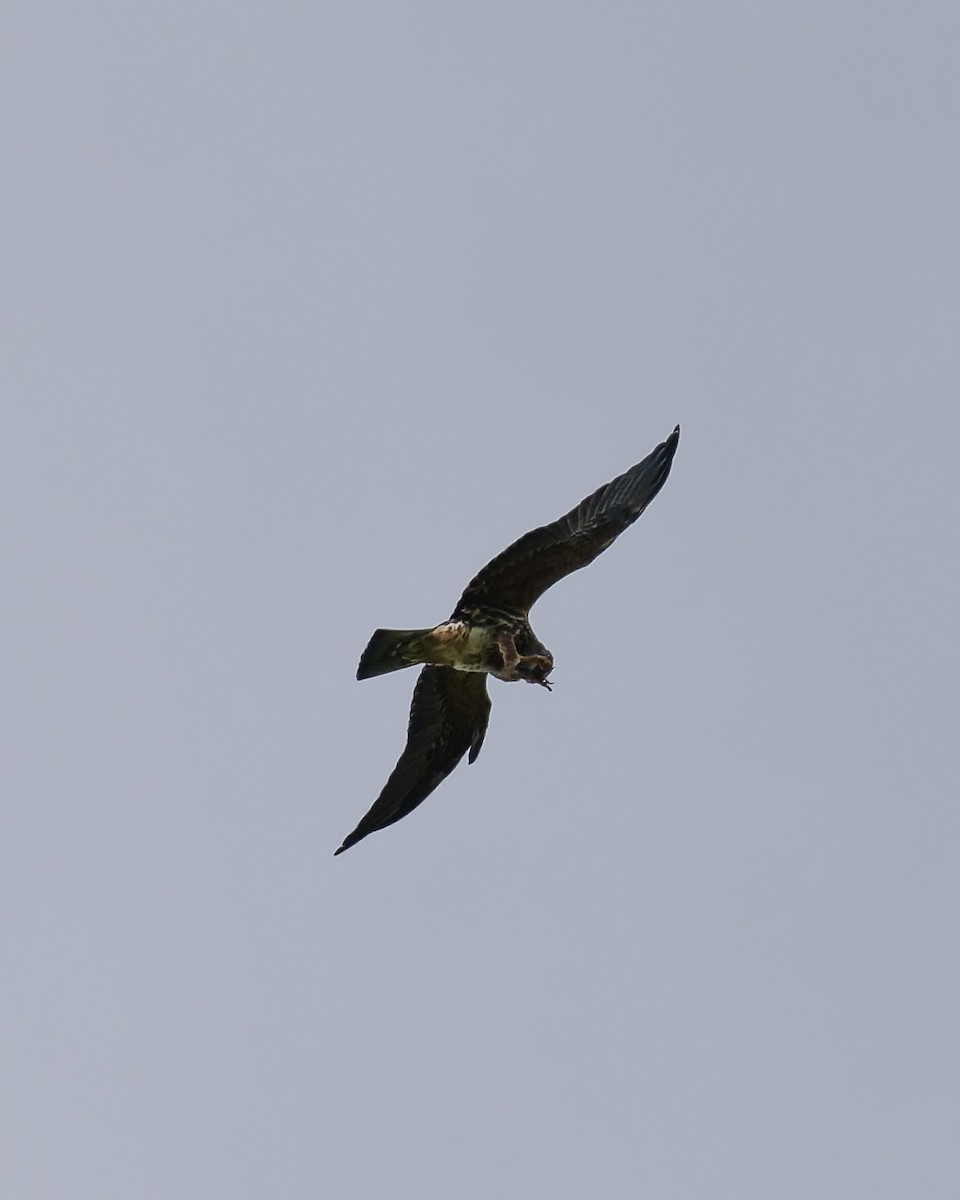 Mississippi Kite - ML643576843