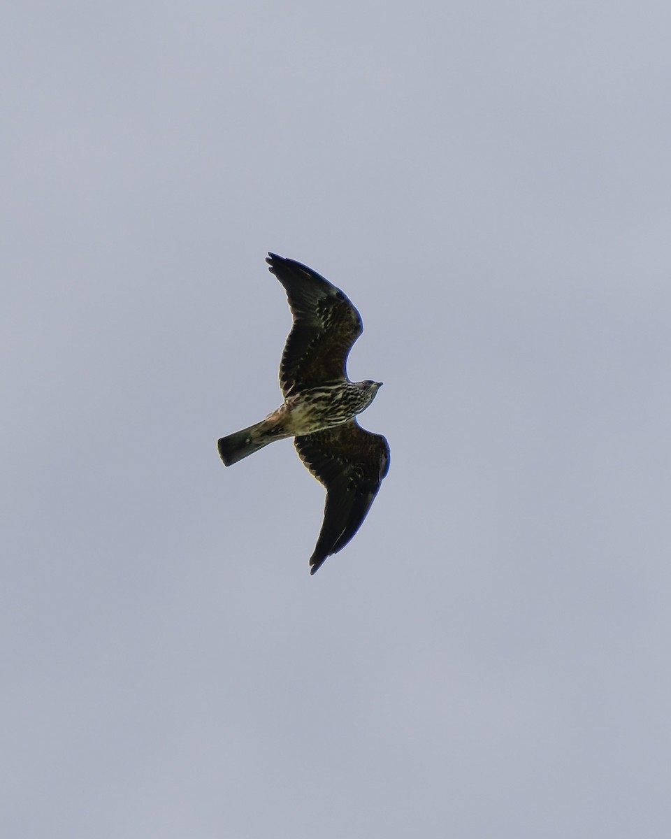 Mississippi Kite - ML643576844