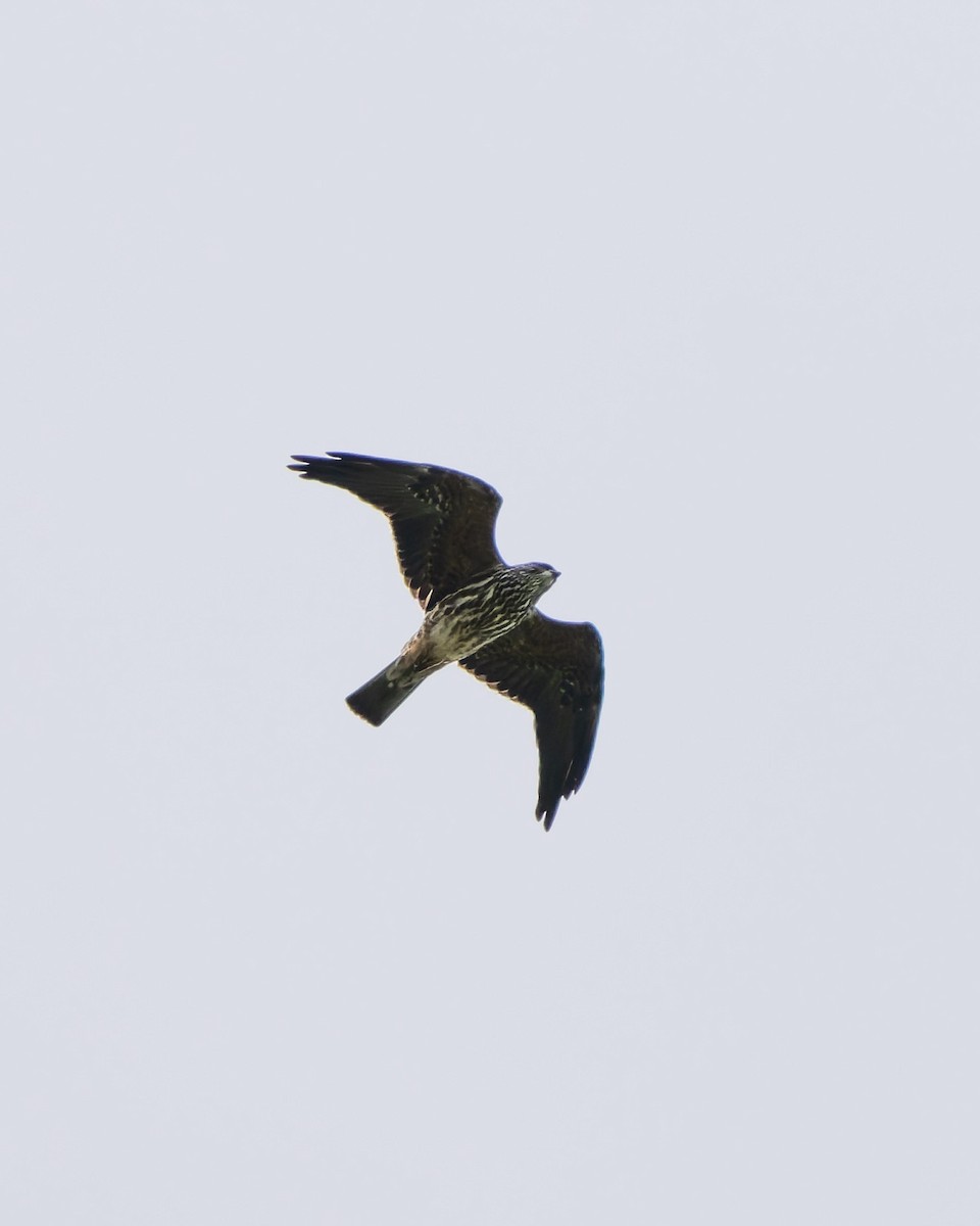 Mississippi Kite - ML643576845