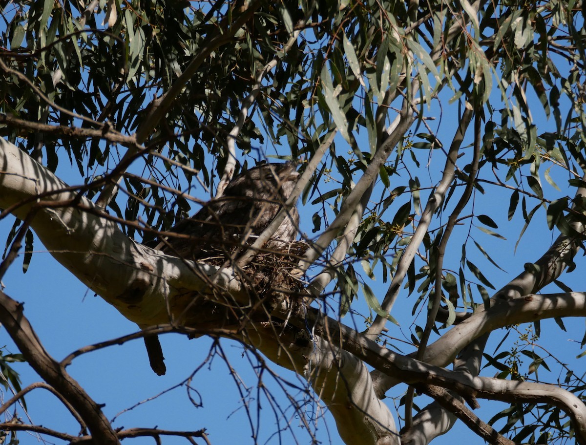 Tawny Frogmouth - ML643576846