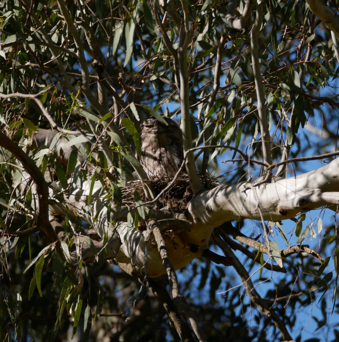 Tawny Frogmouth - ML643576847
