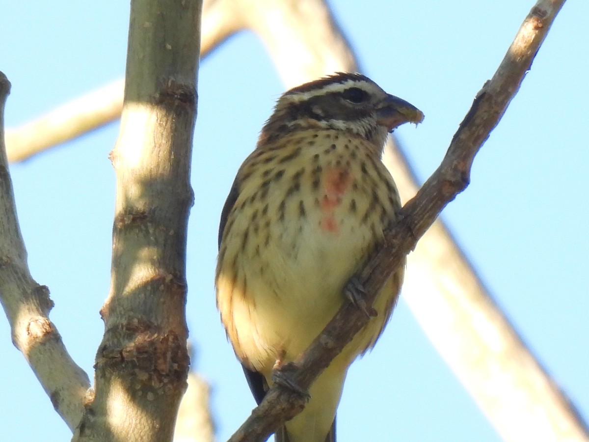 Rose-breasted Grosbeak - ML643576849