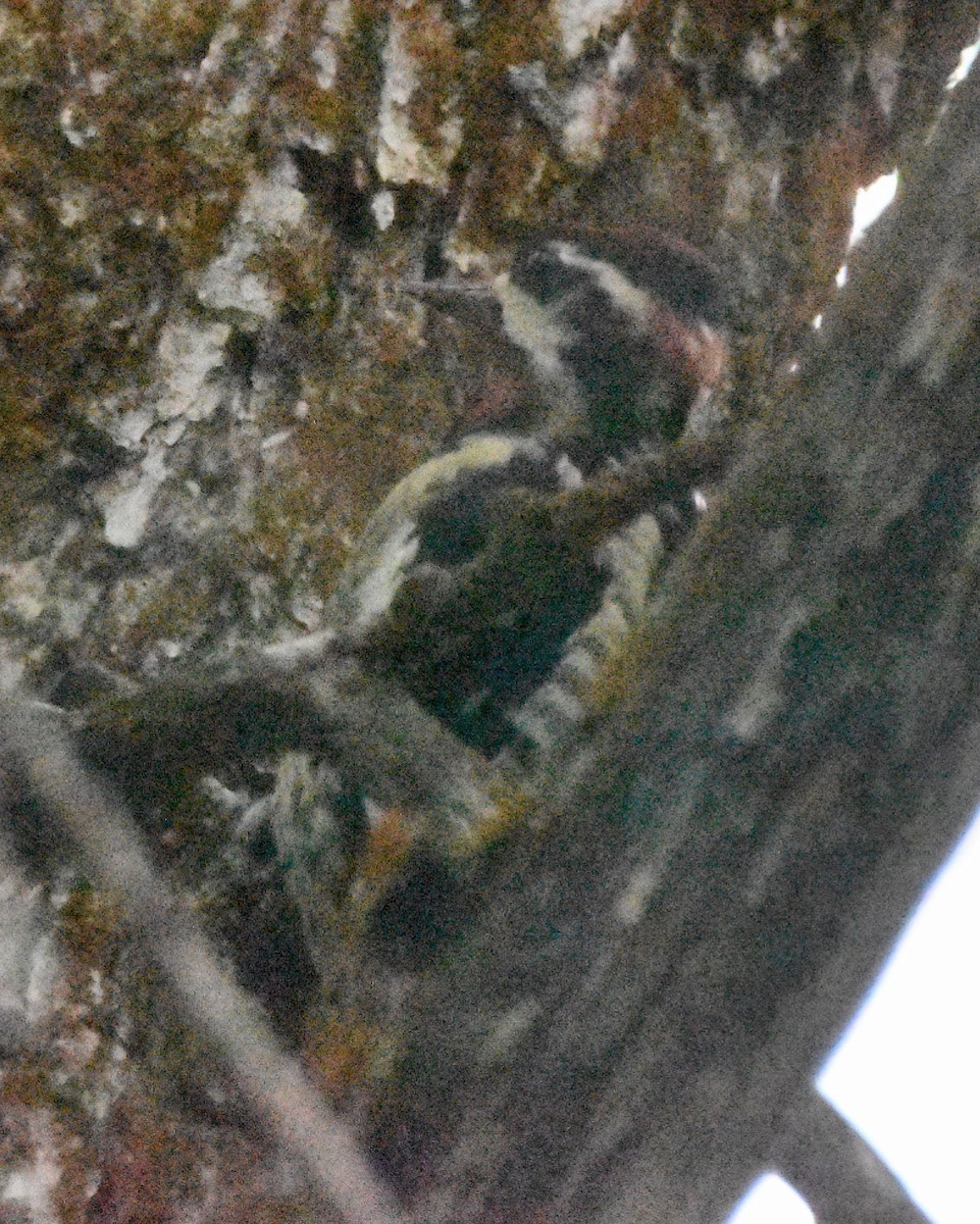 Red-naped Sapsucker - ML643576863