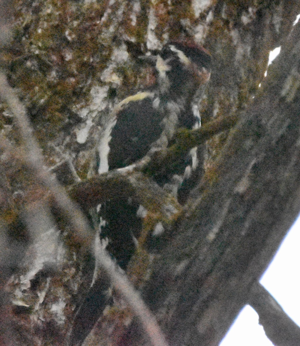 Red-naped Sapsucker - ML643576864