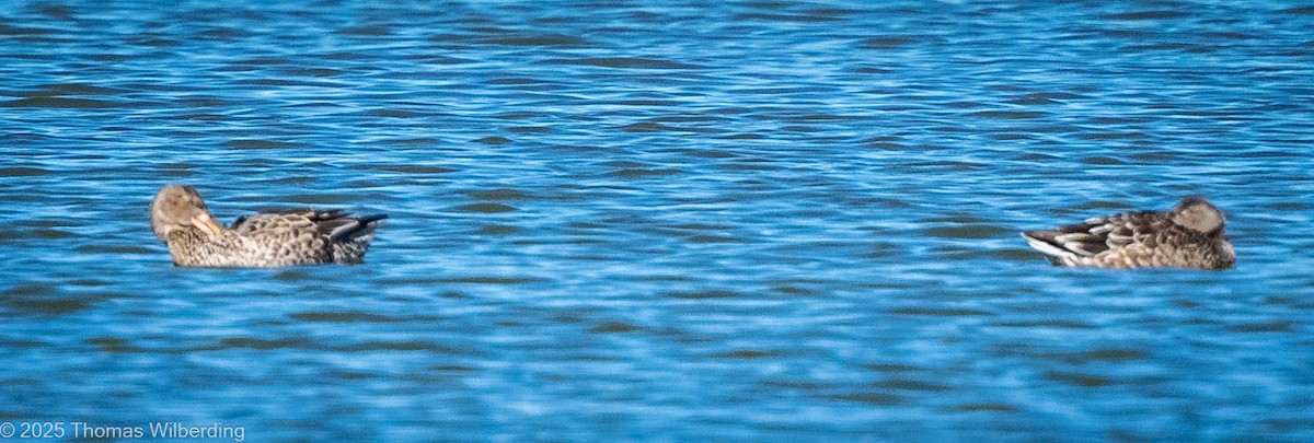 Northern Shoveler - ML643576873