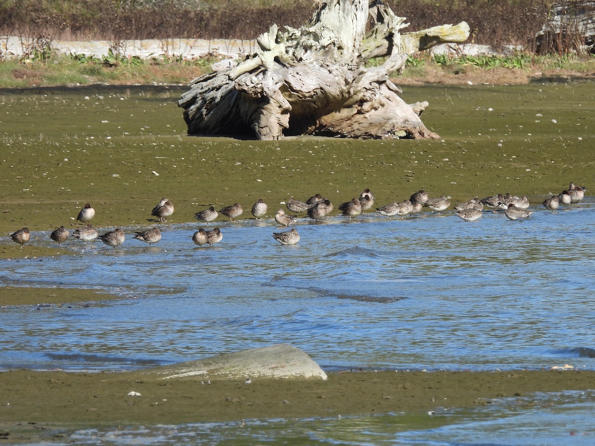 Green-winged Teal - ML643576874