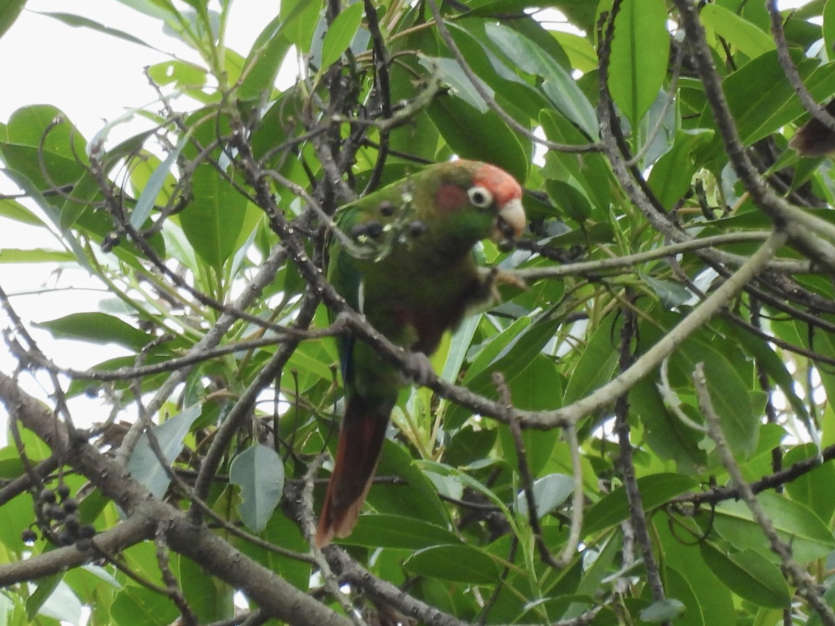 Rose-headed Parakeet - ML643576894